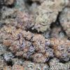 Monster Garage - 5 gr – Image 3