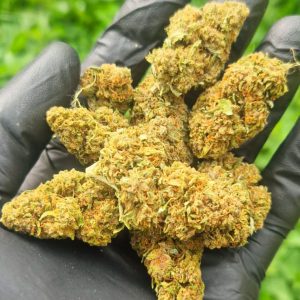 OG Kush CBD Greenhouse Aquaponie